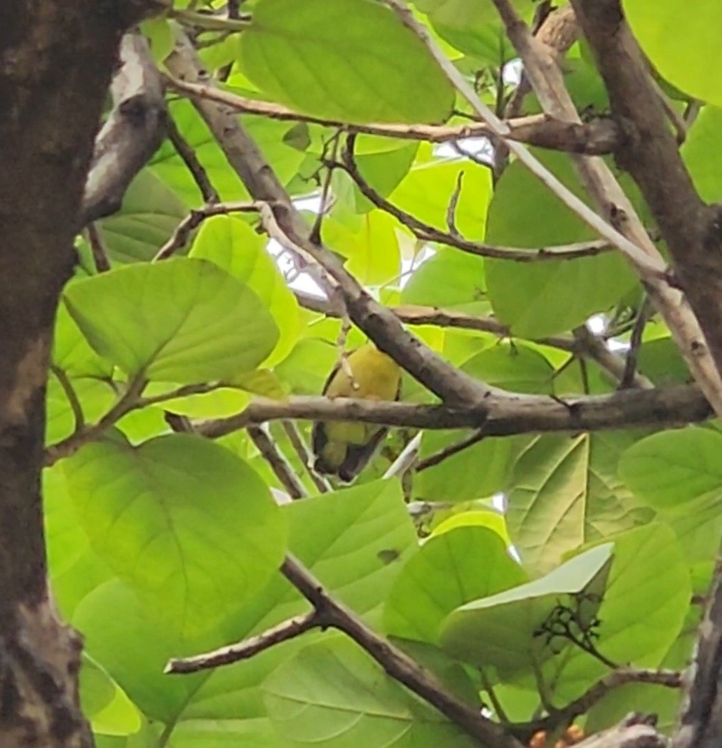 Brown-throated Sunbird - ML638054362