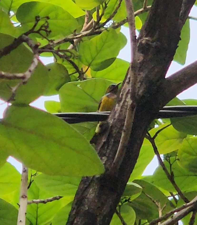 Brown-throated Sunbird - ML638054363