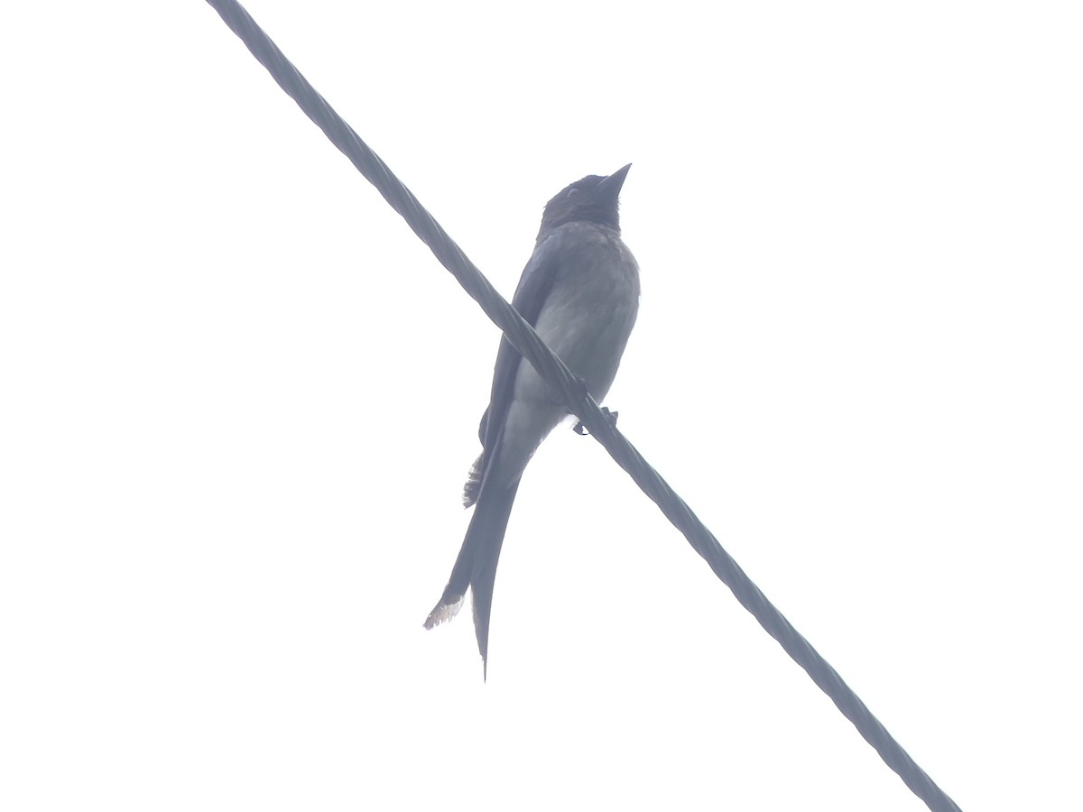 White-bellied Drongo - ML638054368
