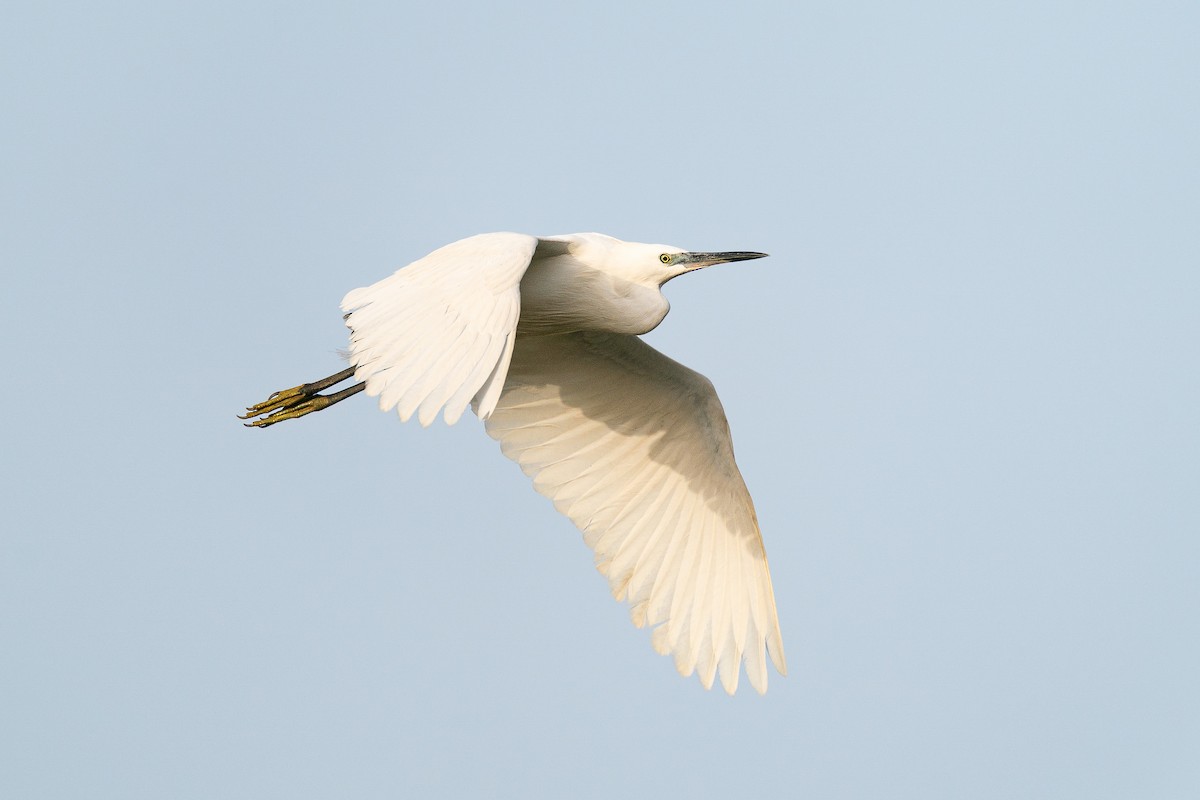 Little Egret (Western) - ML638054369