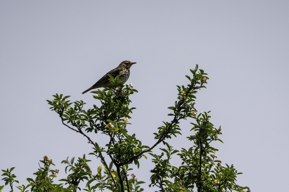 Tree Pipit - ML638054370