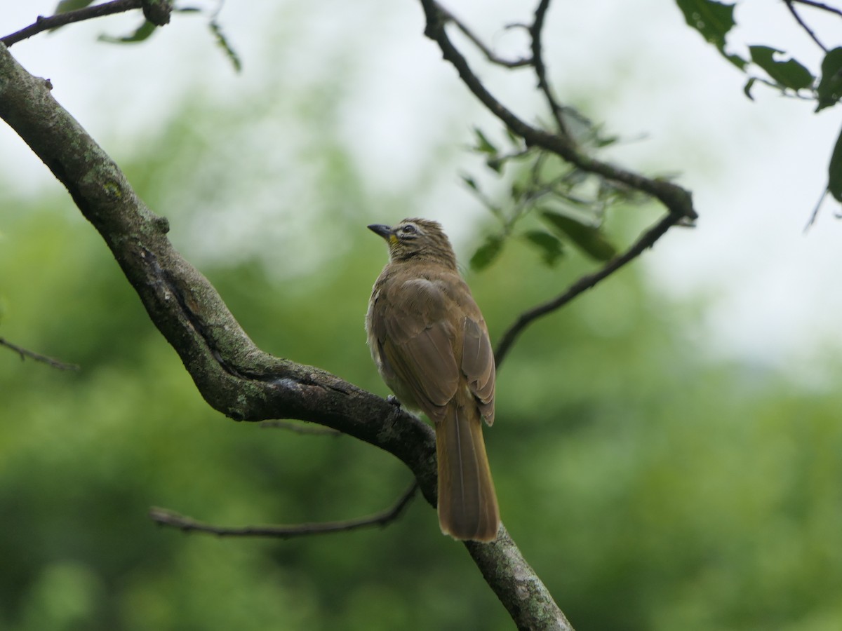 White-browed Bulbul - ML638054373