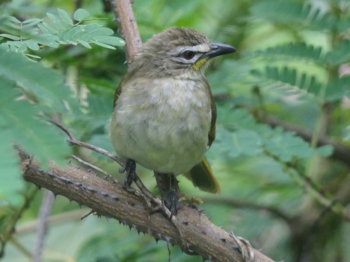 White-browed Bulbul - ML638054374