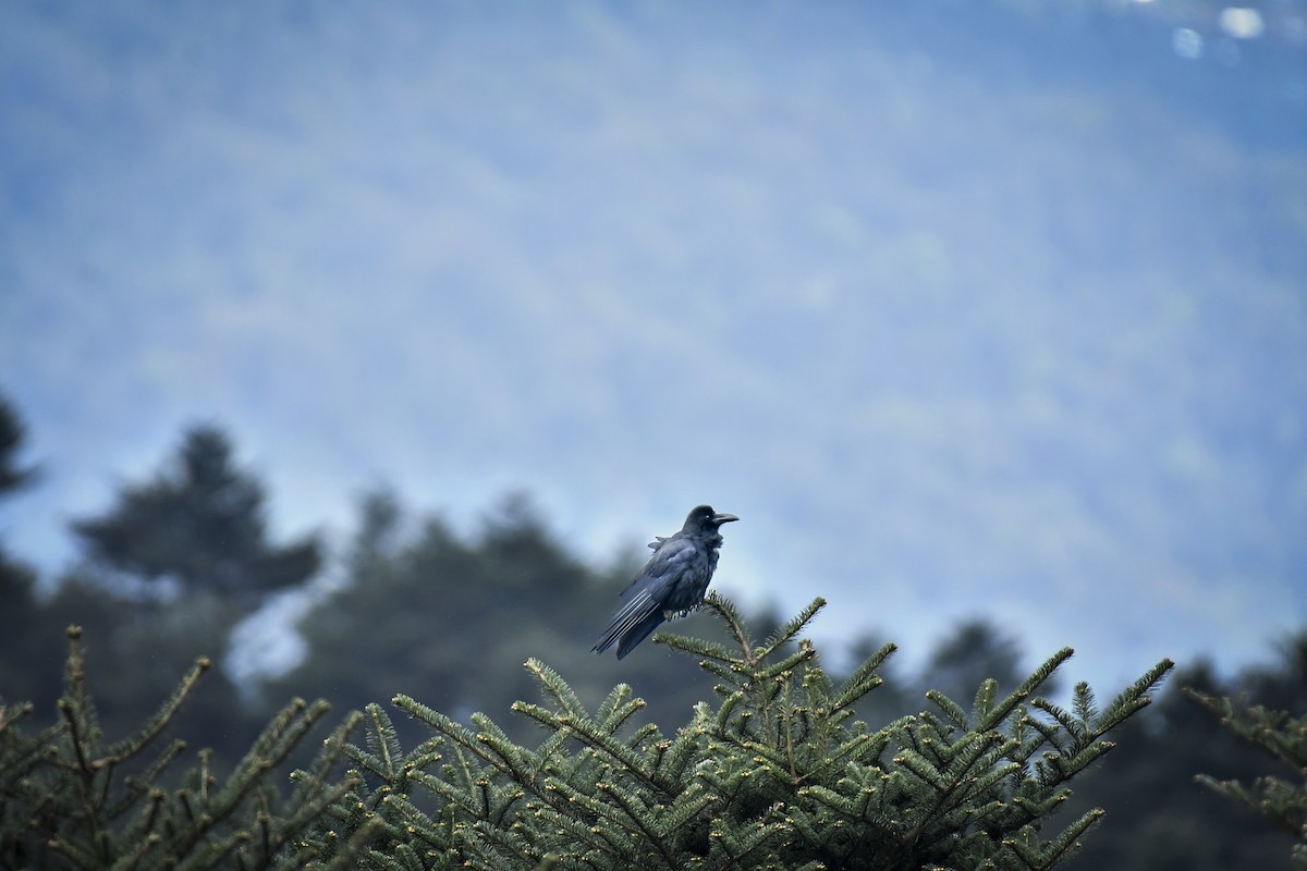 Large-billed Crow - ML638054375
