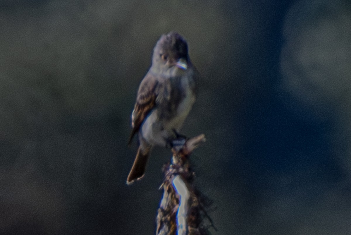 Olive-sided Flycatcher - ML638054376