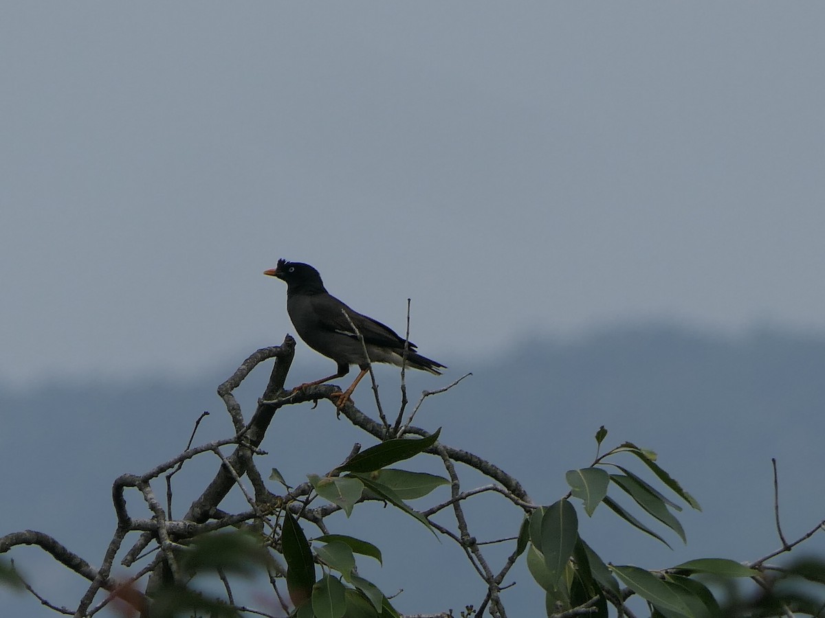 林八哥 - ML638054377