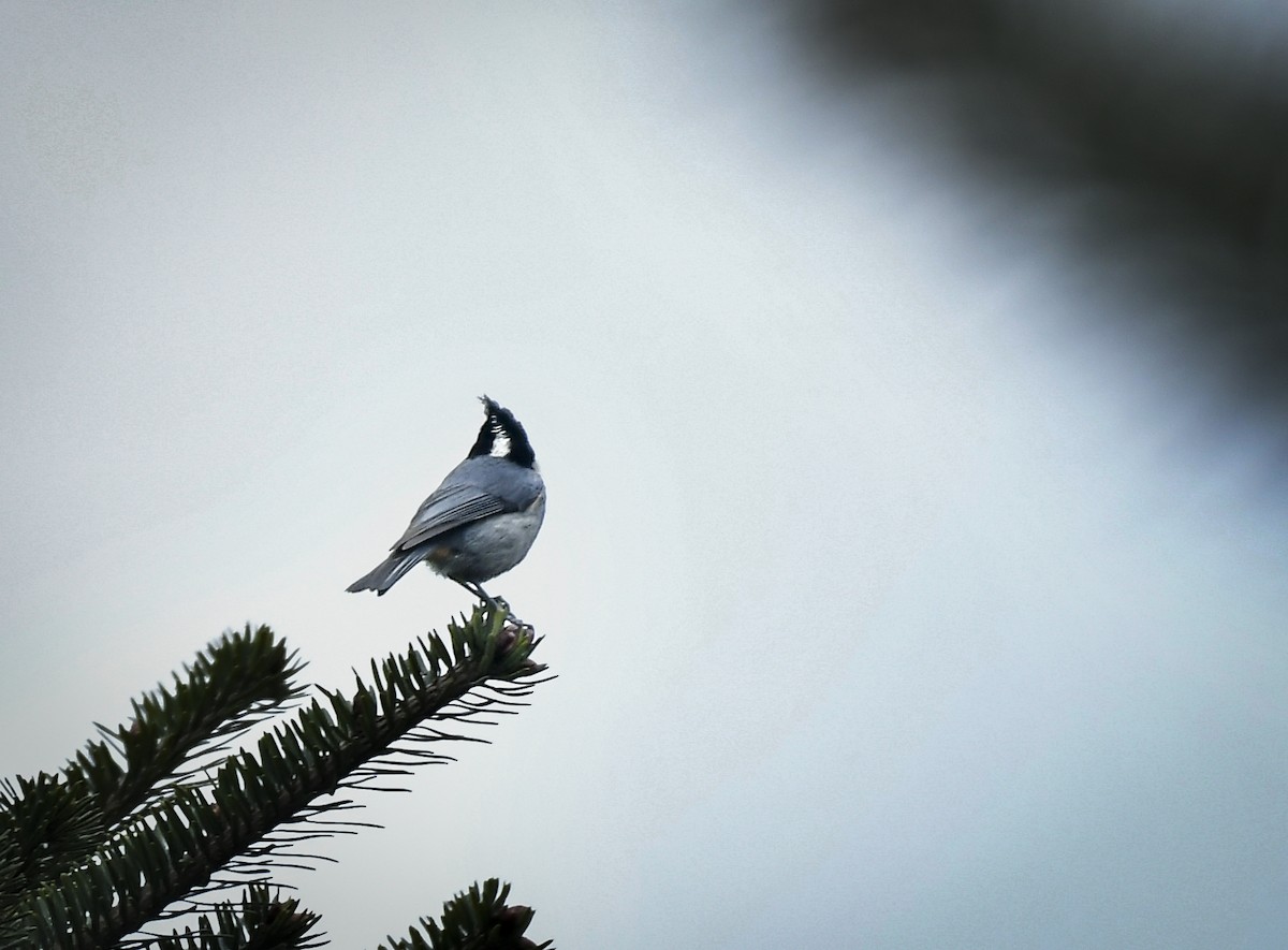 Rufous-vented Tit - ML638054379