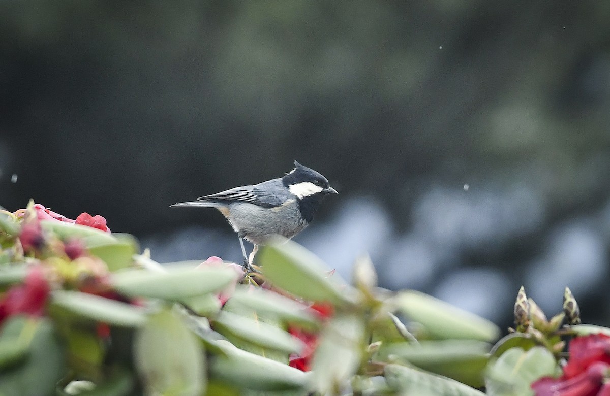 Rufous-vented Tit - ML638054380