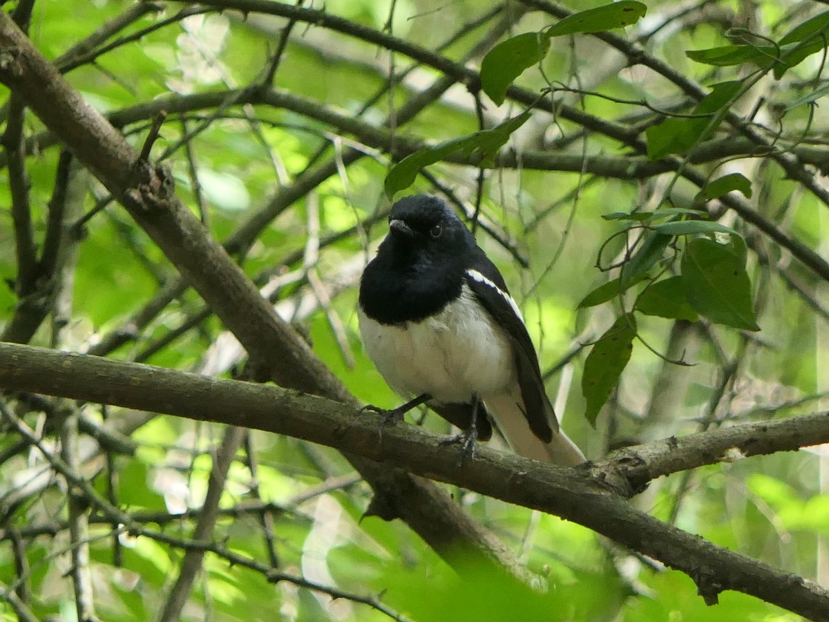 Oriental Magpie-Robin - ML638054381