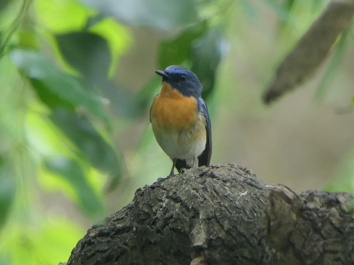 Tickell's Blue Flycatcher - ML638054382