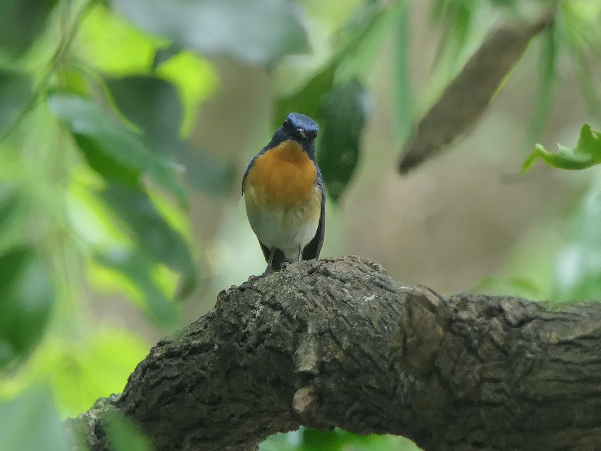 Tickell's Blue Flycatcher - ML638054383