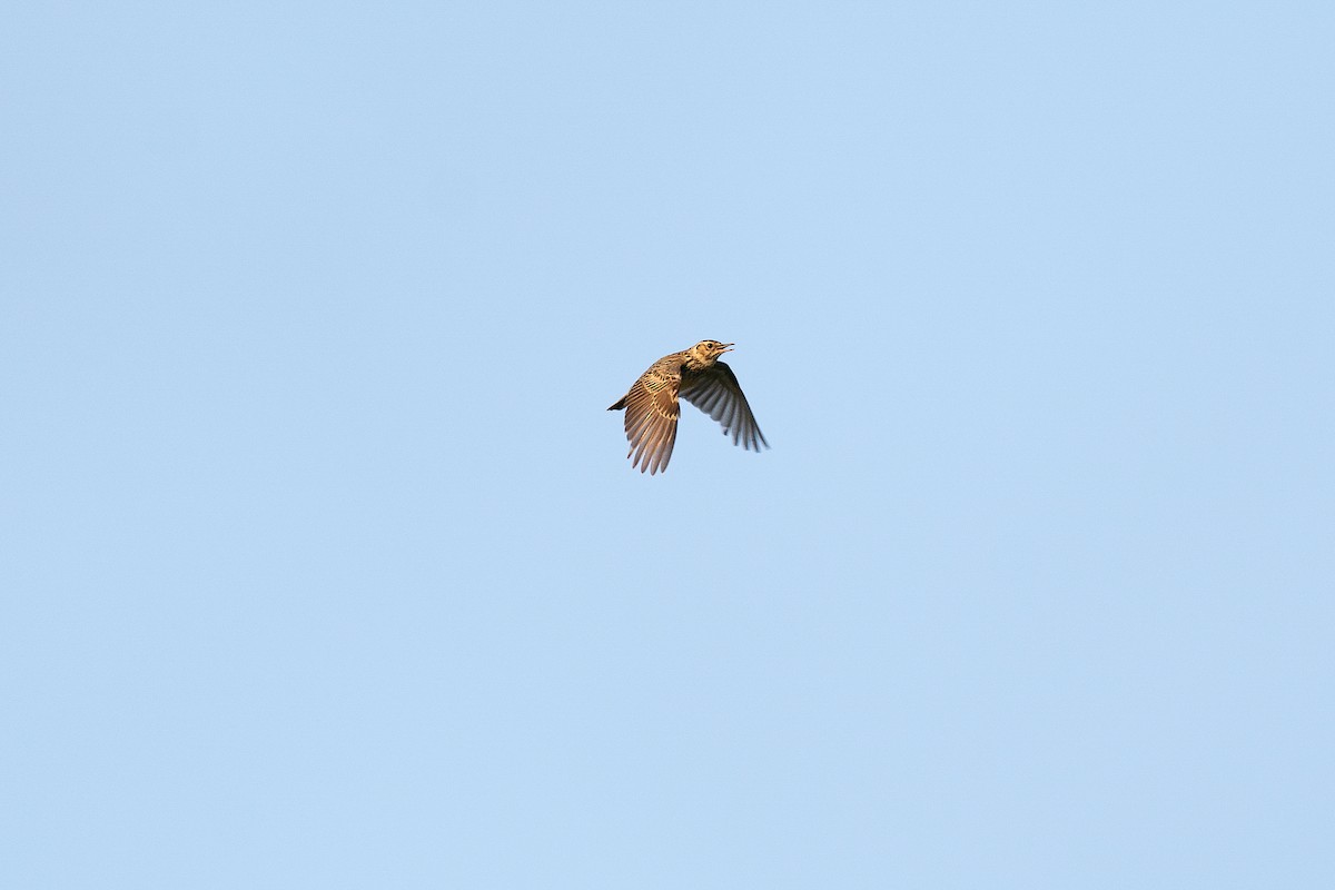 Wood Lark - ML638054386