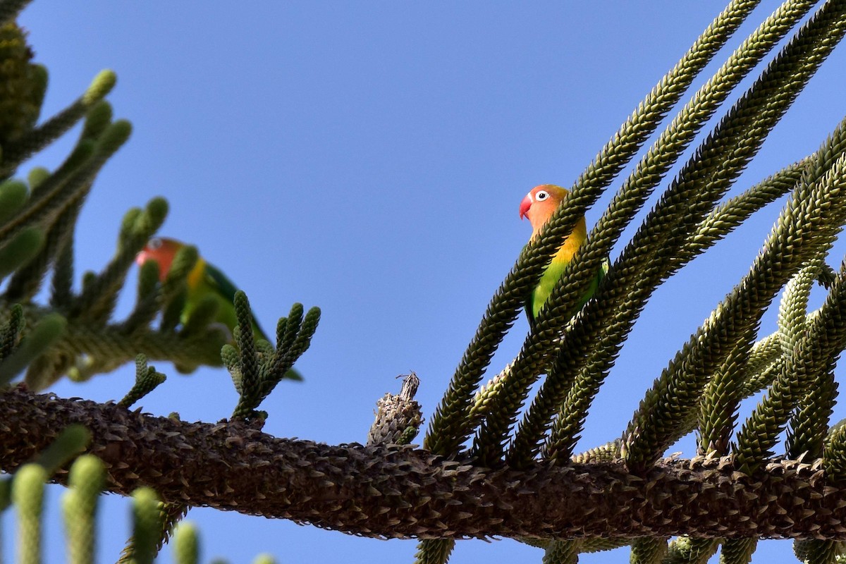 Fischer's Lovebird - ML638054387