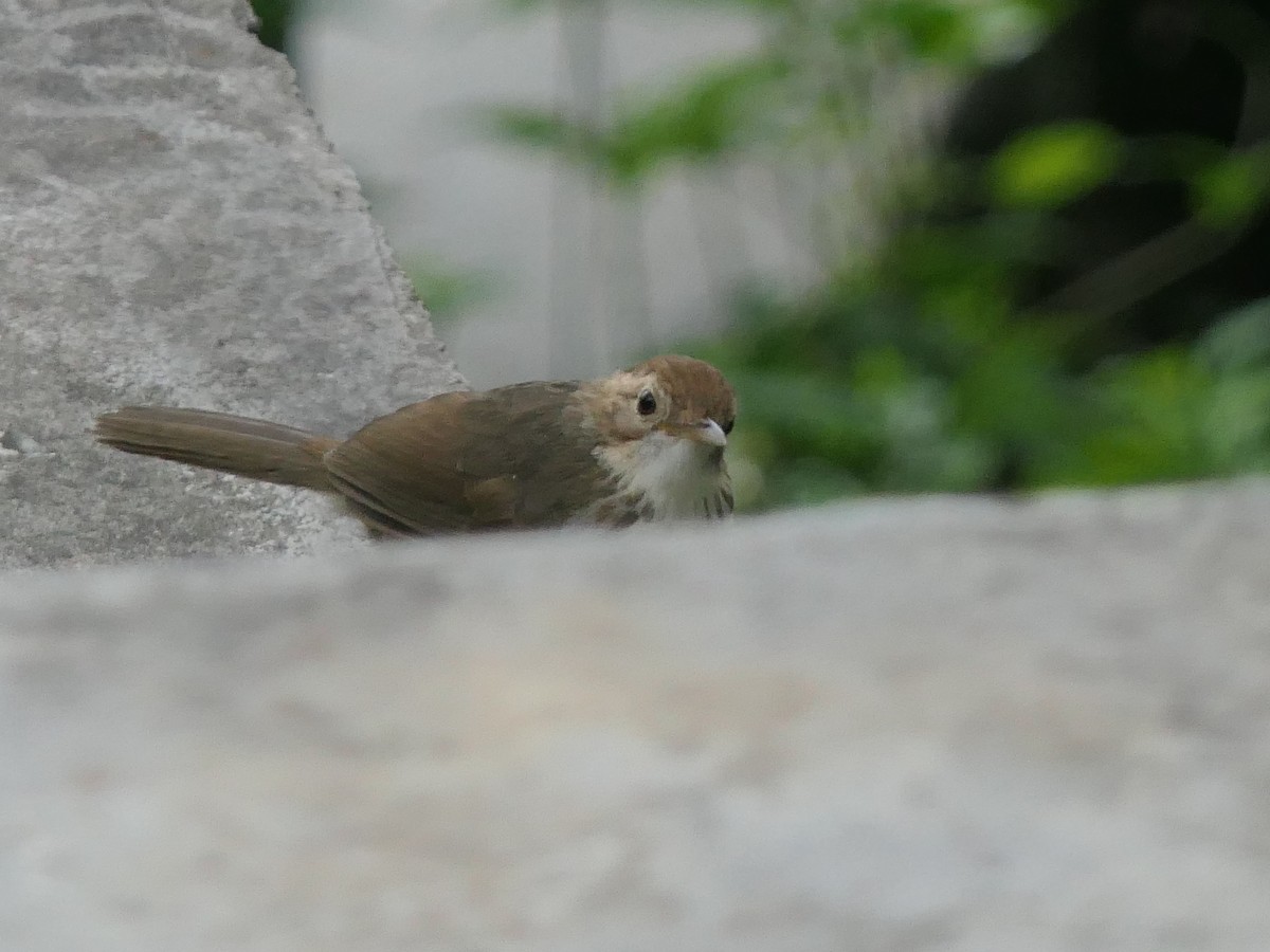 Puff-throated Babbler - ML638054389