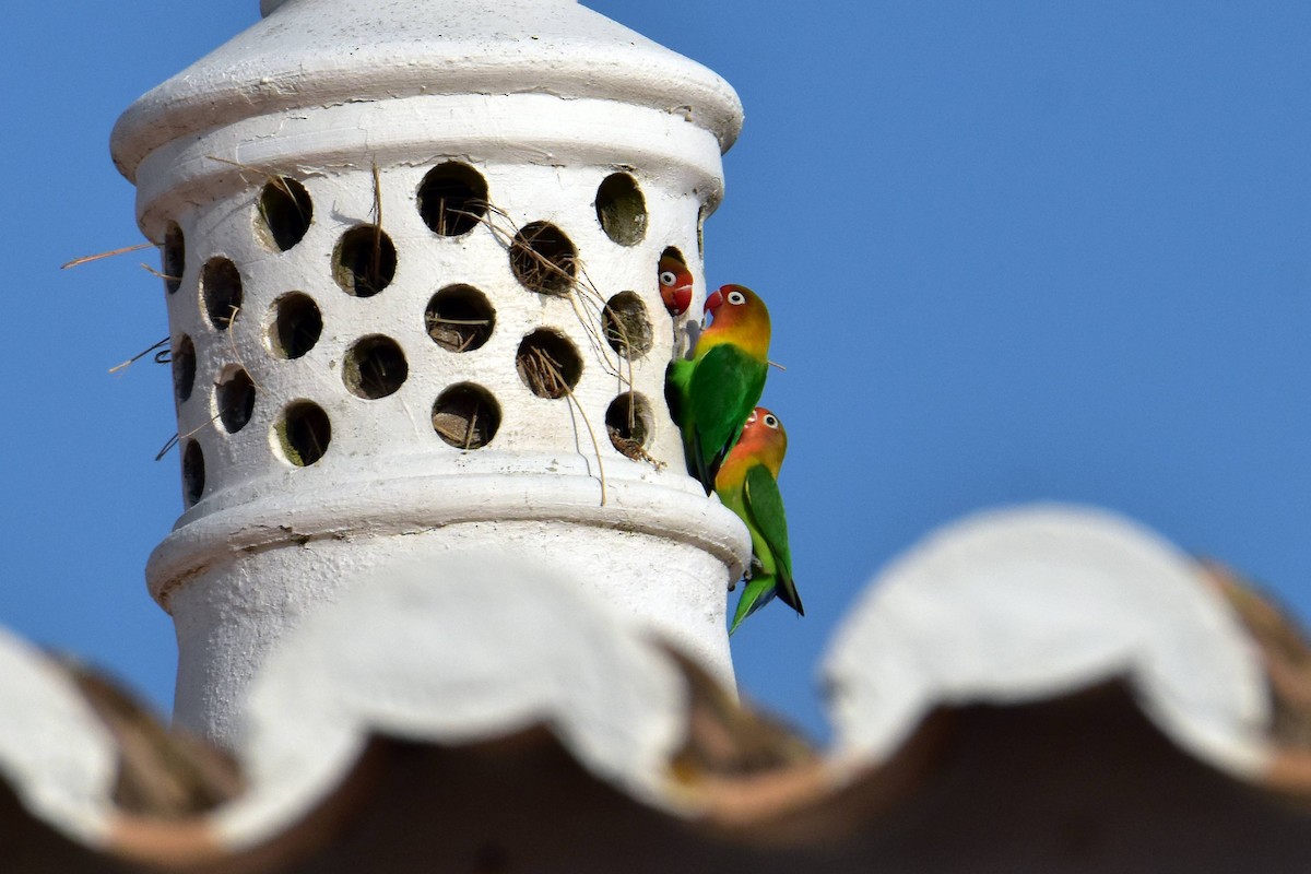 Fischer's Lovebird - ML638054390
