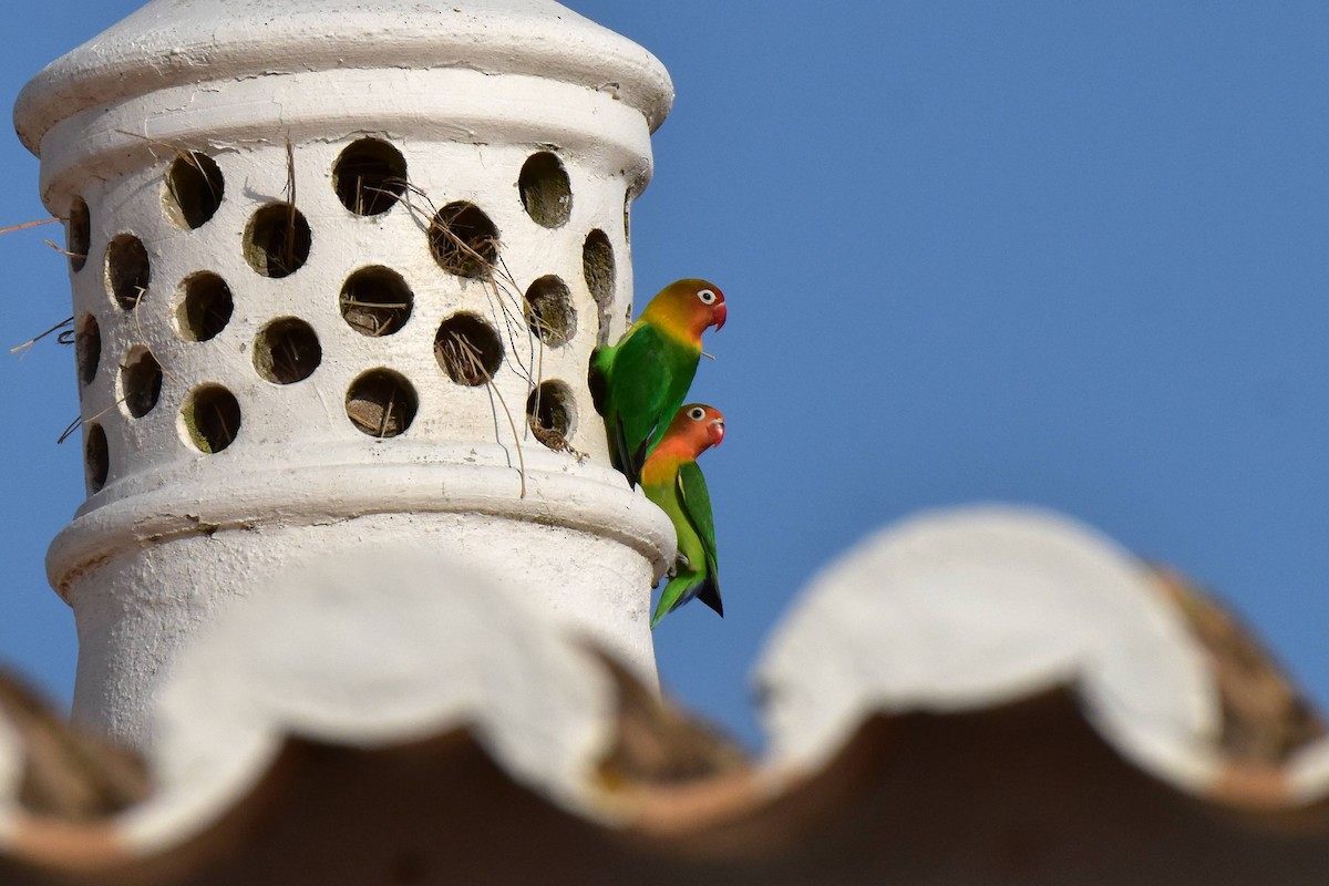Fischer's Lovebird - ML638054391