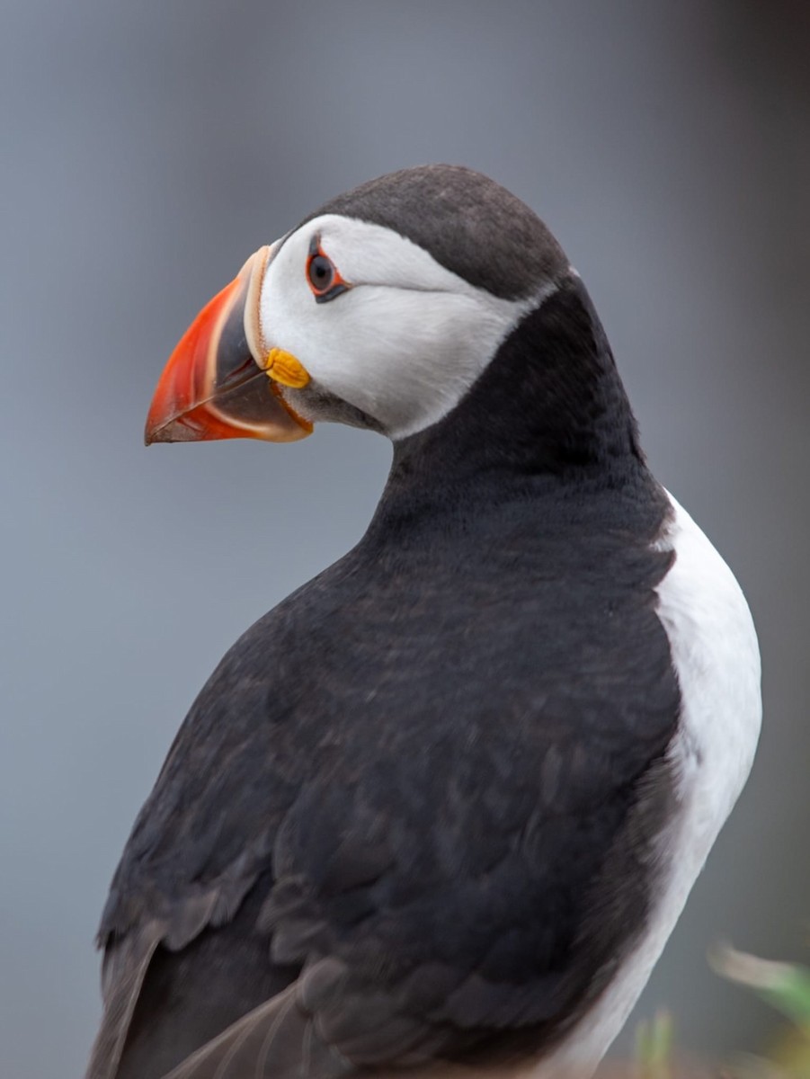 Atlantic Puffin - ML638054392
