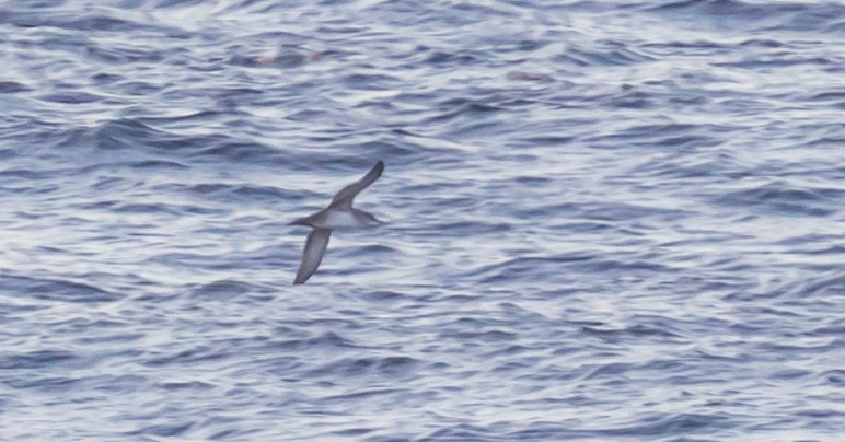 Balearic Shearwater - ML638054393