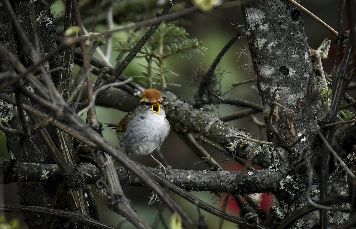 Gray-sided Bush Warbler - ML638054394