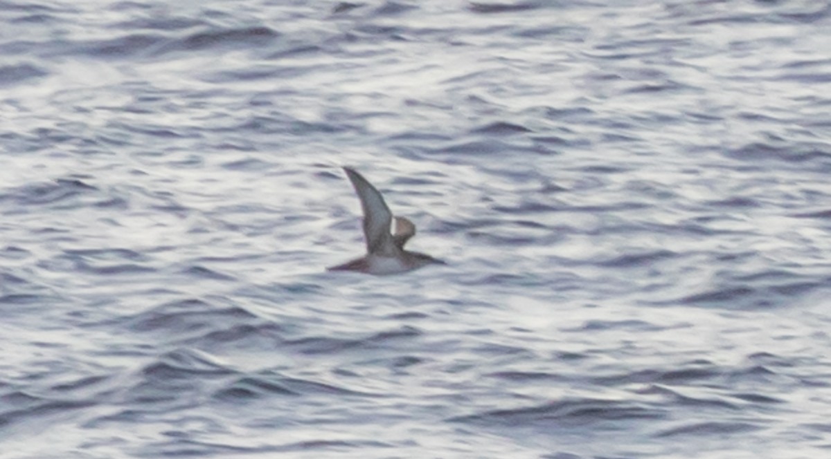 Balearic Shearwater - ML638054401