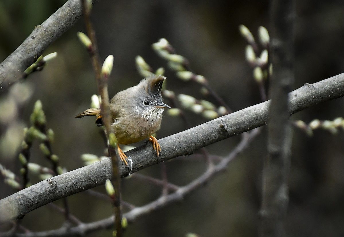 Stripe-throated Yuhina - ML638054404
