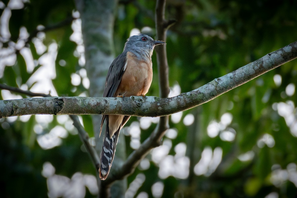 Plaintive Cuckoo - ML638054409