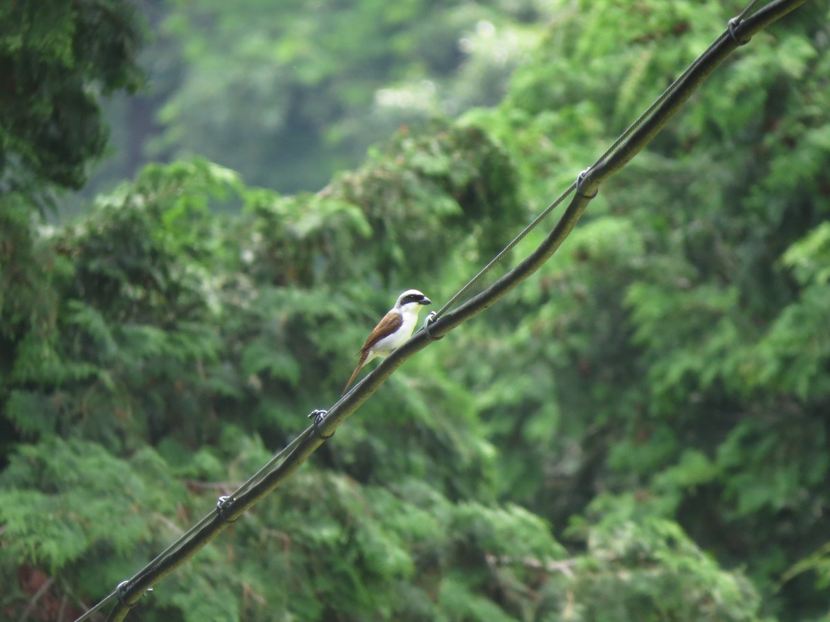 Tiger Shrike - ML638054417