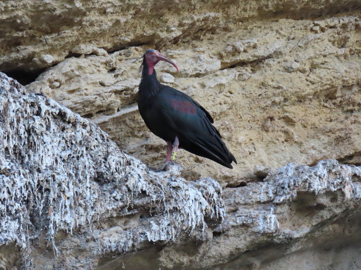 Northern Bald Ibis - ML638054420
