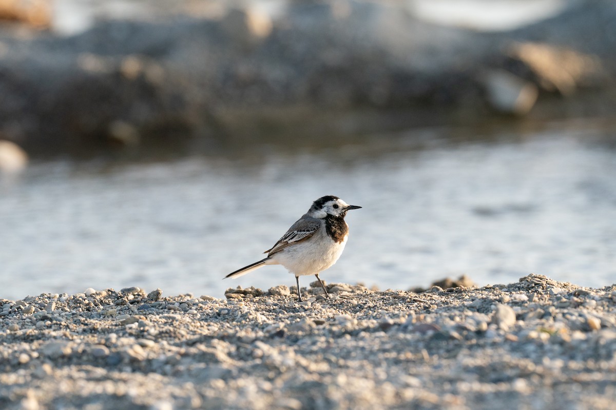 White Wagtail - ML638054423