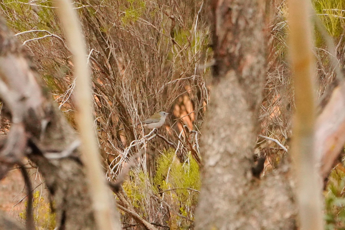 Gray Shrikethrush - ML638054424