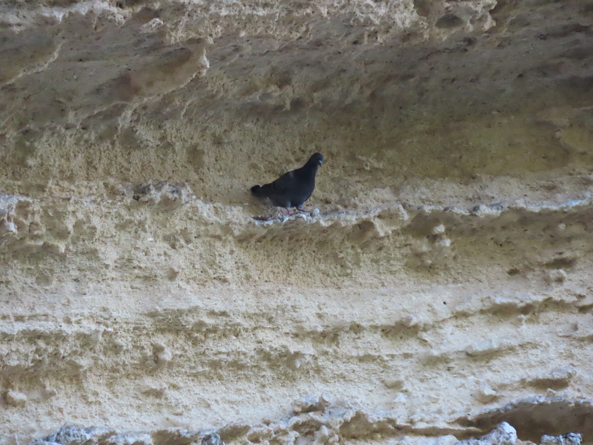 Rock Pigeon (Feral Pigeon) - ML638054426