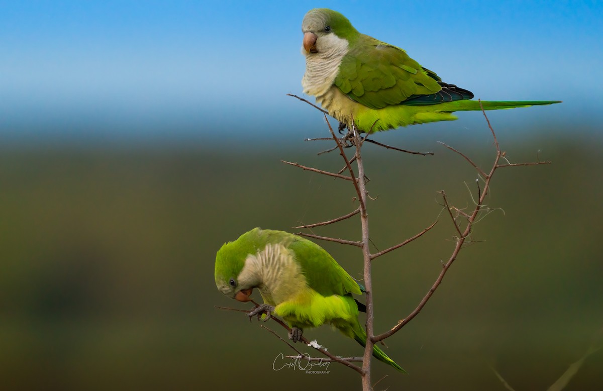 Monk Parakeet - ML638054427