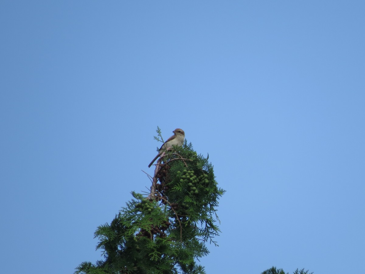 shrike sp. - ML638054432