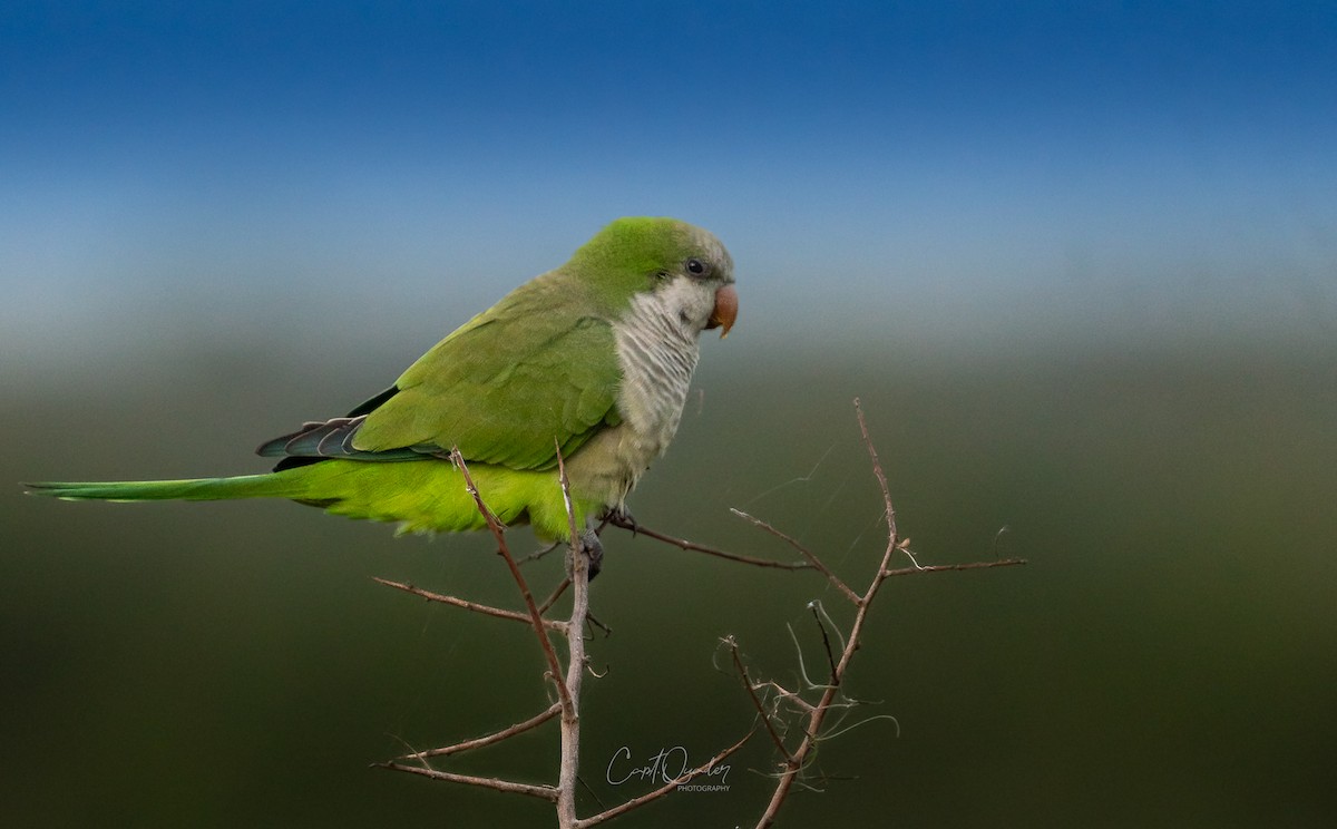 Monk Parakeet - ML638054433