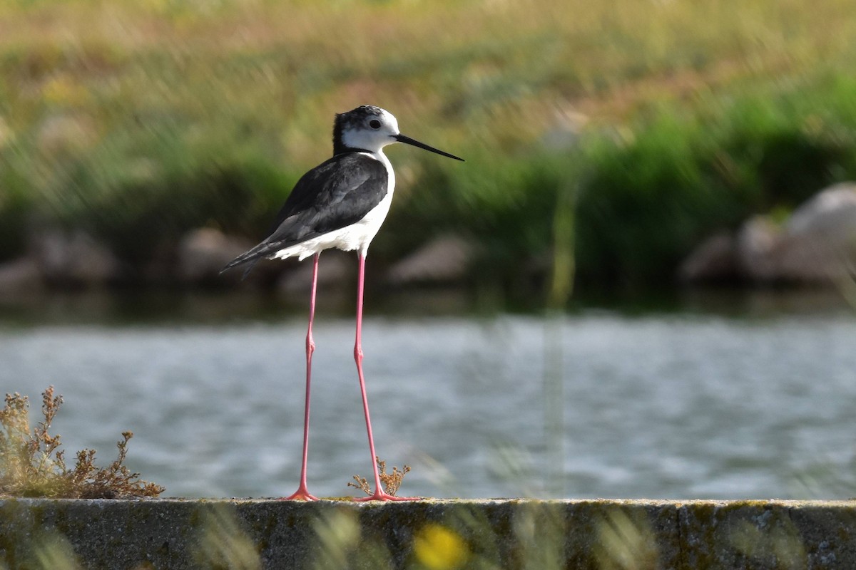 Black-winged Stilt - ML638054434