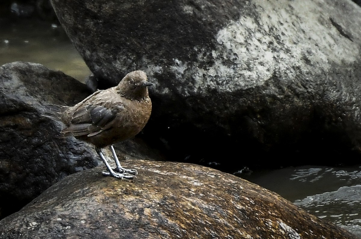 Brown Dipper - ML638054435