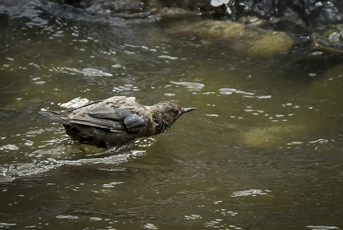 Brown Dipper - ML638054436