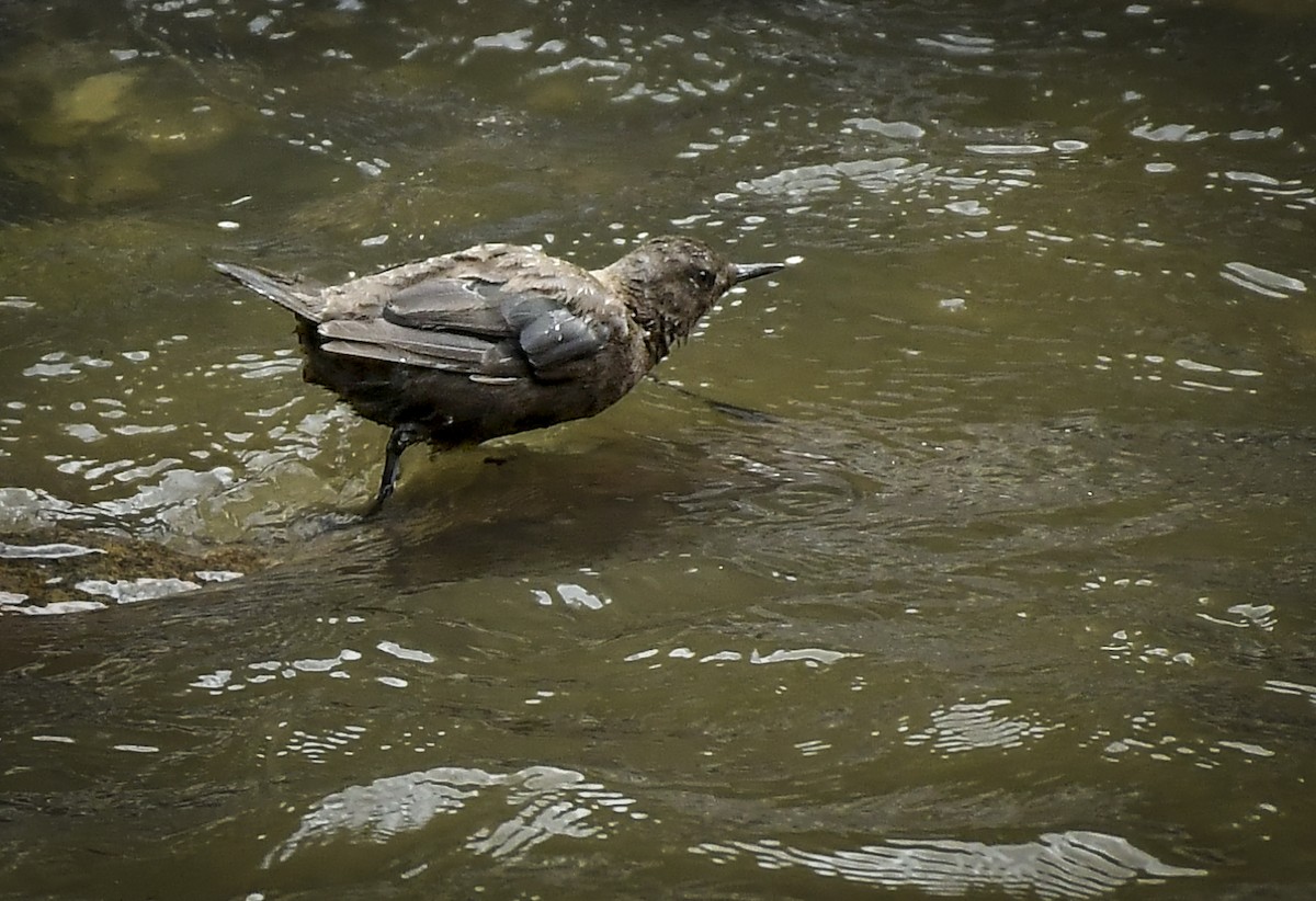 Brown Dipper - ML638054438