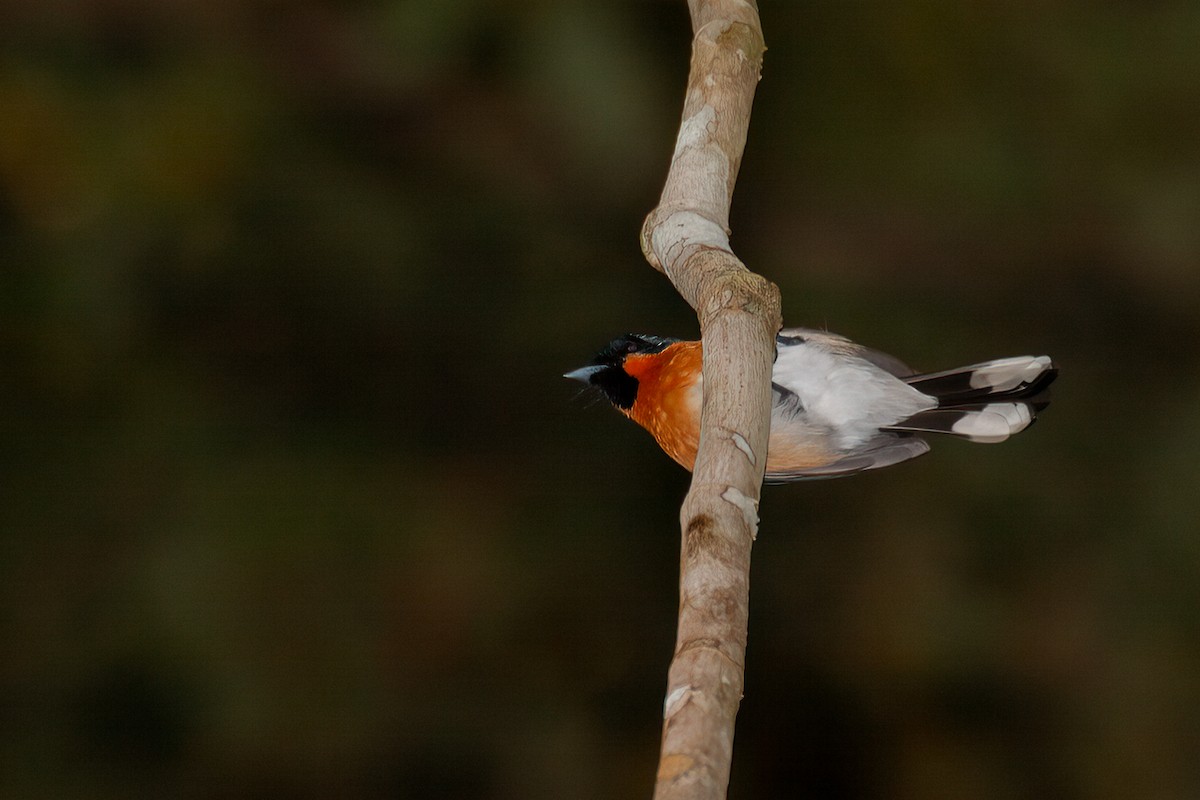 Australian Spectacled Monarch - ML638054440