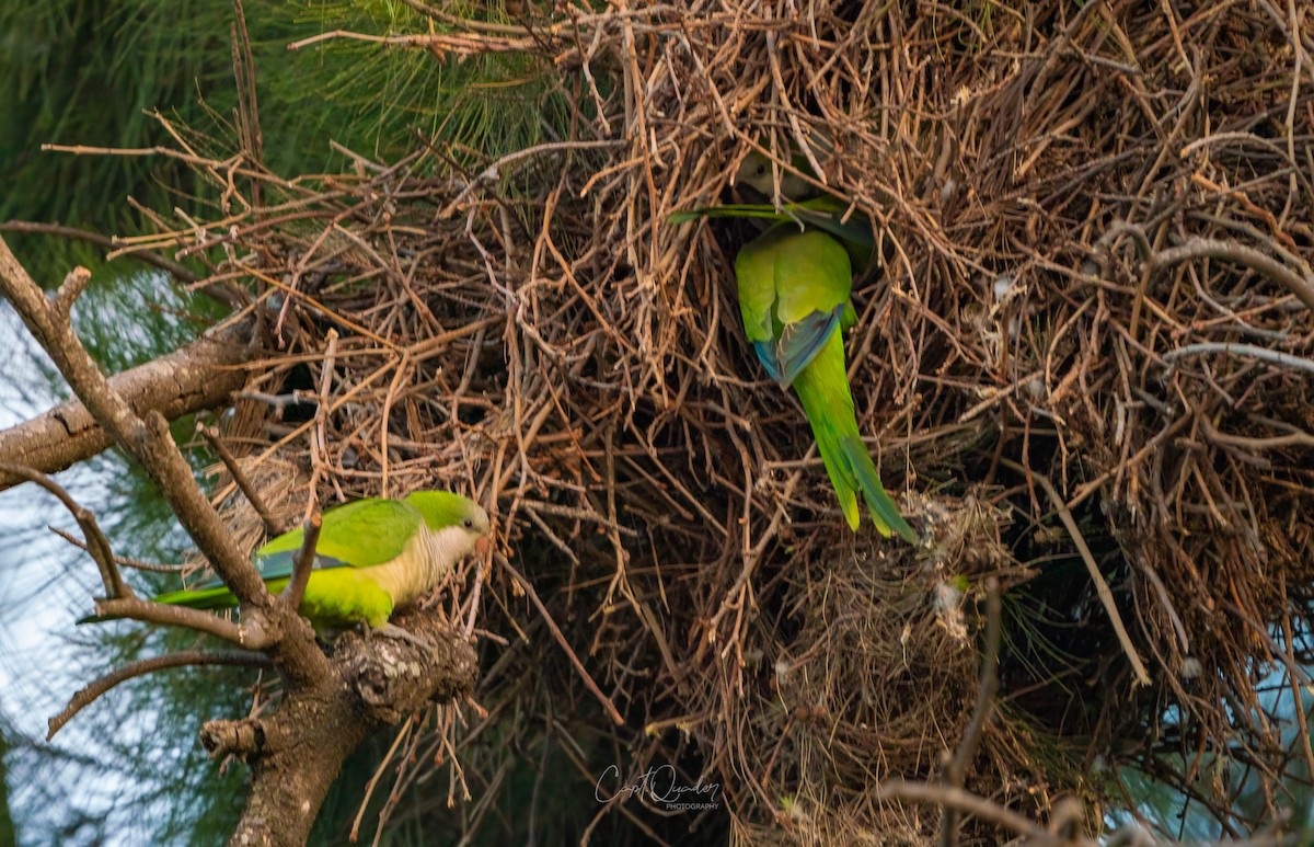 Monk Parakeet - ML638054441