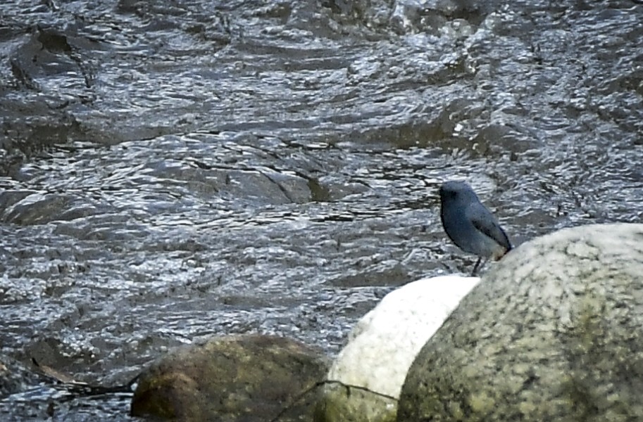 Plumbeous Redstart - ML638054442
