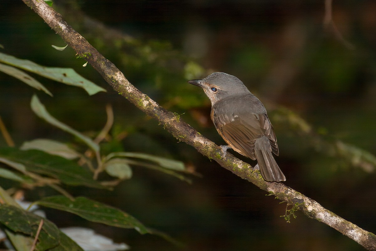 Bower's Shrikethrush - ML638054443