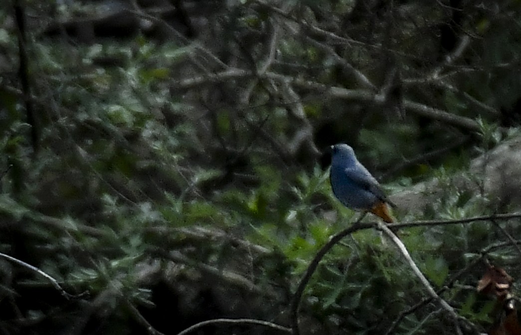 Plumbeous Redstart - ML638054445