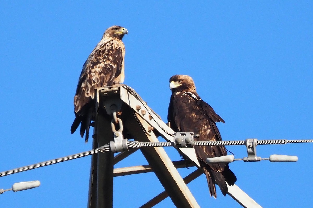 Spanish Eagle - ML638054446