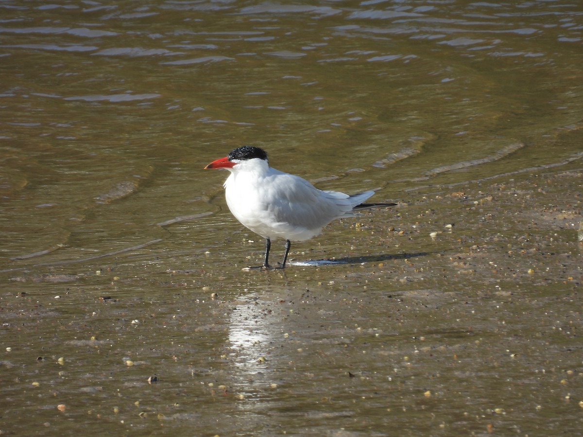 Caspian Tern - ML638054447