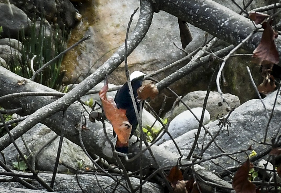 White-capped Redstart - ML638054448