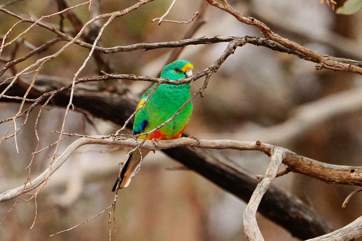 Mulga Parrot - ML638054449
