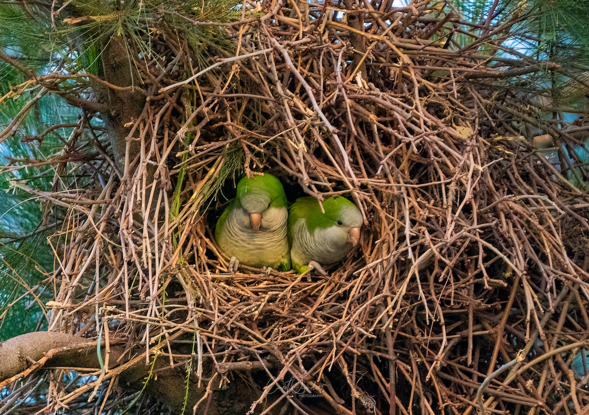 Monk Parakeet - ML638054450