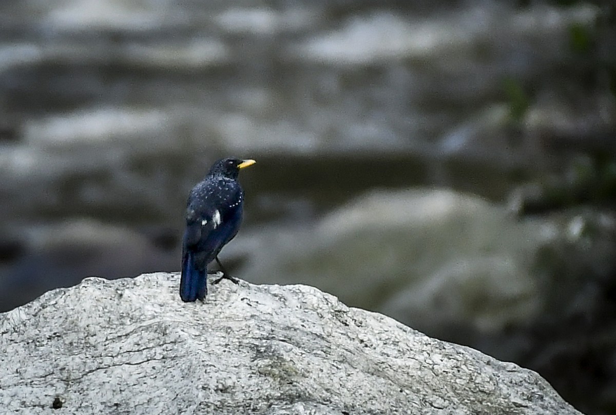 Blue Whistling-Thrush - ML638054451