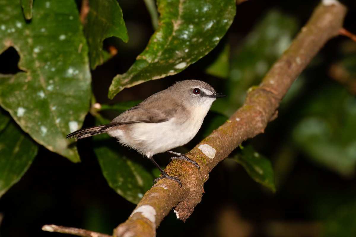 Brown Gerygone - ML638054453